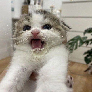 Telegram profile photo for Пердючка