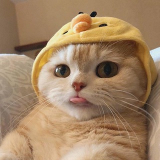 Telegram profile photo for Зовите на собес