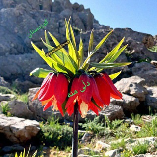Telegram profile photo for کــــــــوردستان دڵــی منــە❤