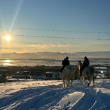Telegram profile photo for Horses with Polina and Anya