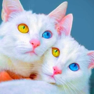 Telegram profile photo for Kelab Pencinta Kucing Malaysia KPKM
