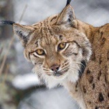 Telegram profile photo for Скупка. 🇹🇷 Стамбул, и окрестности.