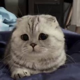 Telegram profile photo for sicromi | sicroman