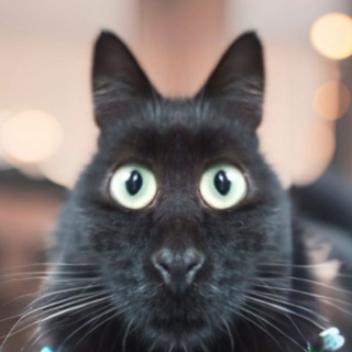 Telegram profile photo for Tears Of Millennials 2