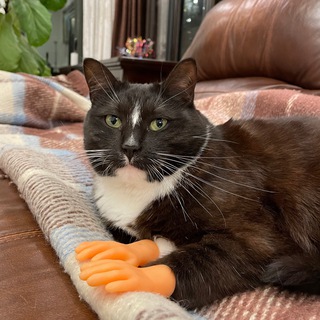 Telegram profile photo for Кошка Мира