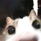 Telegram profile photo for Переходник