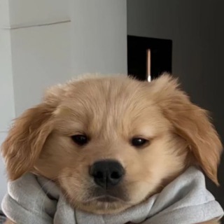 Telegram profile photo for BroDogCoin CTO Portal