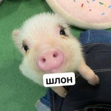 Telegram profile photo for Шон069