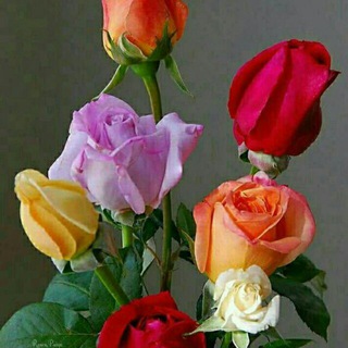 Telegram profile photo for شعر و شعور