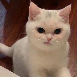 Telegram profile photo for Zodiac World FAQ