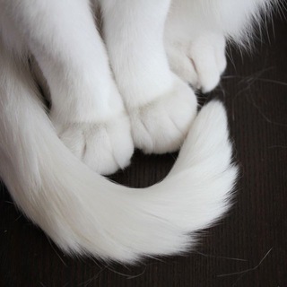 Telegram profile photo for отзывы starwwxs
