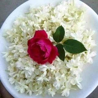 Telegram profile photo for گلسرخی با گلبرگهایی از یاس