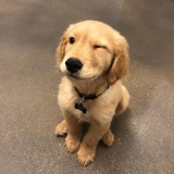 Telegram profile photo for $GOLDY