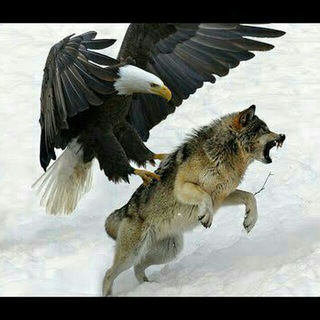 Telegram profile photo for اتحاد بلاک شبگرد