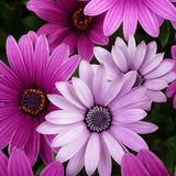 Telegram profile photo for 🌺 МИР ЦВЕТОВ