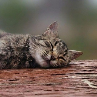 Telegram profile photo for MeowNet
