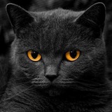 Telegram profile photo for 𝙇𝙪𝙭𝙤𝙧𝙖 ؟؟