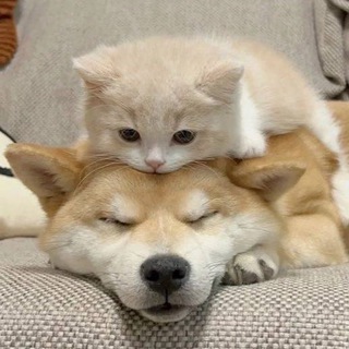 Telegram profile photo for лапки и хвостики