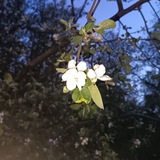 Telegram profile photo for Цветы и драконы