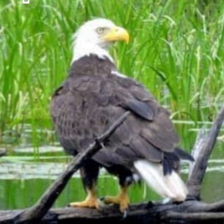 Telegram group profile photo for Patriots and Friends