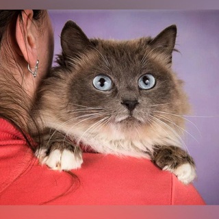 Telegram profile photo for КОТАлог Дараевой