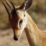 Telegram profile photo for antelope