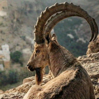 Telegram profile photo for #طالب_غلبان