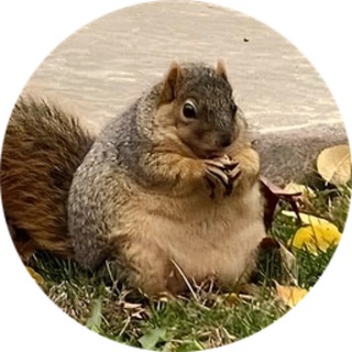 Telegram profile photo for NUTZ