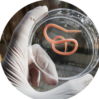 Telegram group profile photo for Parasiten