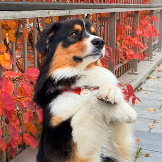 Telegram profile photo for AUSSIE 🐶 MIRON | AUSTRALIAN SHEPHERD