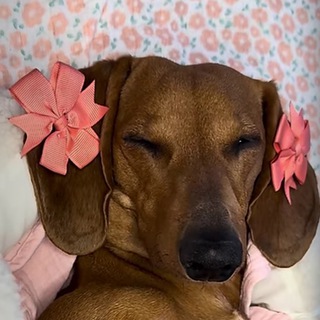 Telegram profile photo for Хочу смеяться 5 минут
