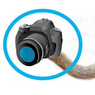 Telegram profile photo for Фотохвост. Животные в поисках дома