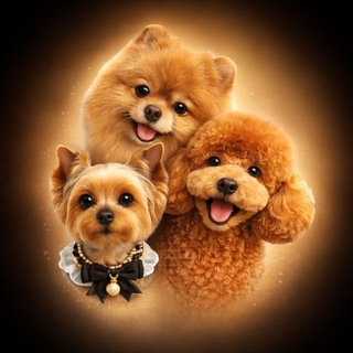 Telegram profile photo for Грумер Екатерина | Бережный груминг 🐾