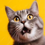 Telegram profile photo for Прожектор WCS