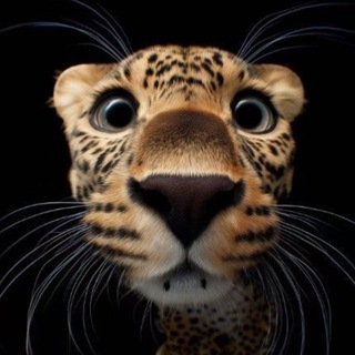 Telegram profile photo for D.