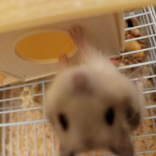 Telegram profile photo for Жизнь Hamster Egora🗿