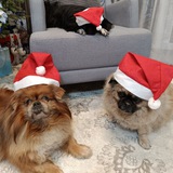 Telegram profile photo for Персик+Фантик+Тошка