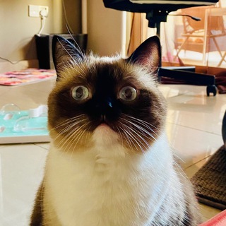 Telegram profile photo for Кисуня Гав
