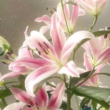 Telegram profile photo for (10/30) 🌸 letters for Selene's Testimonial 𖹭