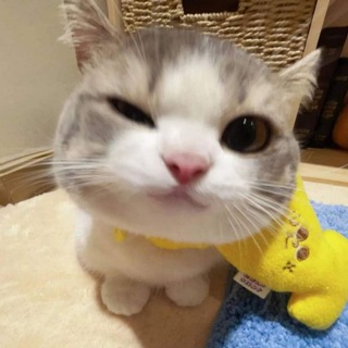 Telegram profile photo for Chinese Short Drama
