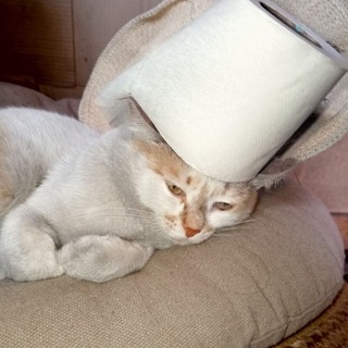 Telegram profile photo for Эчпочмак