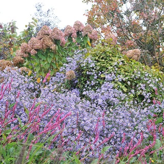 Telegram profile photo for Gardening (Сады и цветы)