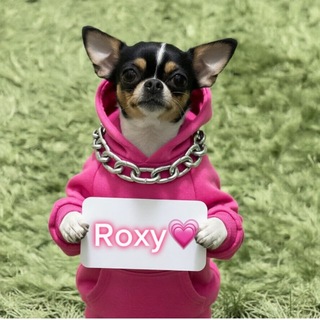 Telegram profile photo for Roxy's Life🐕