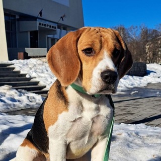 Telegram profile photo for Beagle Tim🎰