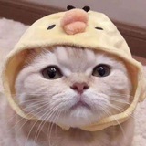 Telegram profile photo for XY小团体