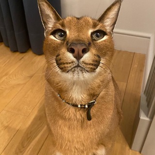 Telegram profile photo for Фан-клуб блогера "миутп" по читам в стандоффе2!!!