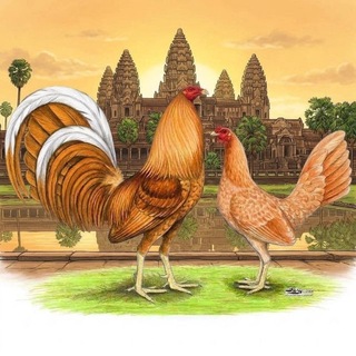 Telegram profile photo for បក្សី ស្វេធើ🧡គ្រុប🧡