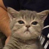 Telegram profile photo for s