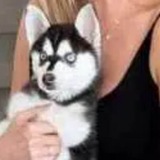 Telegram profile photo for Ivanka Trump Dog