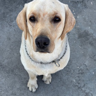 Telegram profile photo for Rock's Apes